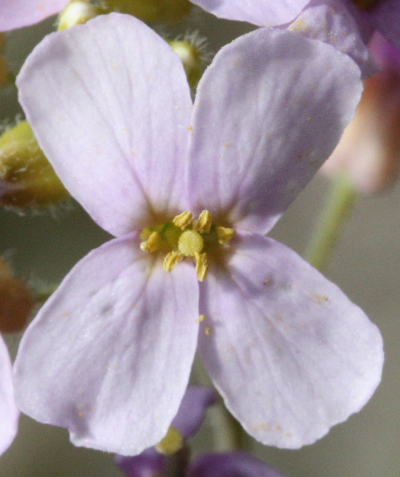 Arabidopsis arenosa, Sand-Schaumkresse, Blüte