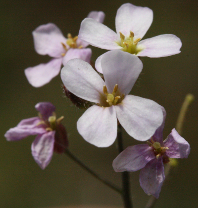 Arabidopsis arenosa, Sand-Schaumkresse, Blüten