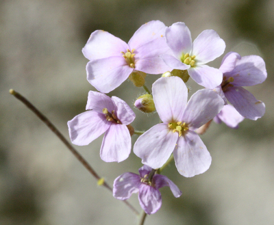 Arabidopsis arenosa, Sand-Schaumkresse, Blütenstand