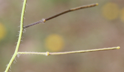 Arabidopsis arenosa, Sand-Schaumkresse, Früchte