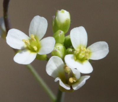 Arabidopsis thaliana, Acker-Schmalwand, Blüten