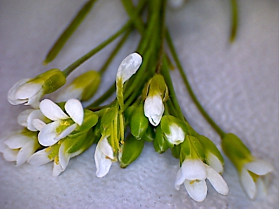 Arabidopsis thaliana, Acker-Schmalwand, Blüten