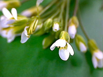 Acker-Schmalwand, Blüten