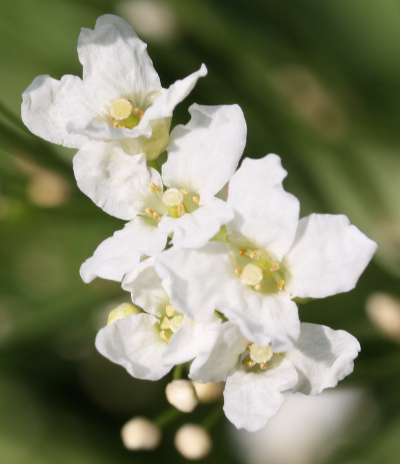 Meerrettich (Armoracia rusticana), Blüten