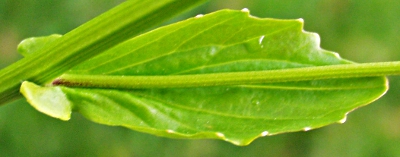 Barbarea stricta, Steifes Barbarakraut, St�ngelblatt