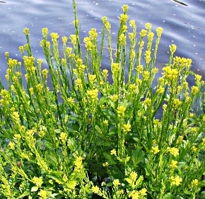 Barbarea stricta, Steifes Barbarakraut