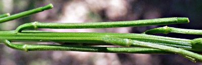 Barbarea stricta, Steifes Barbarakraut, Schoten
