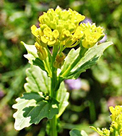 Barbarea stricta, Steifes Barbarakraut
