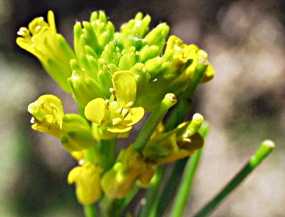 Barbarea stricta, Steifes Barbarakraut, Bl�ten