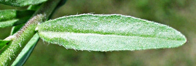 Berteroa incana, Graukresse, Blatt