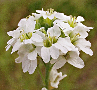 Berteroa incana, Graukresse, Blüten