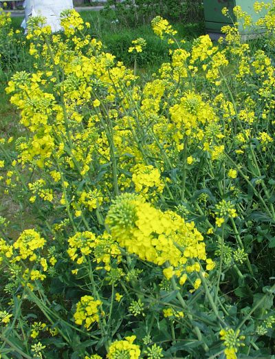 Brassica napus, Raps
