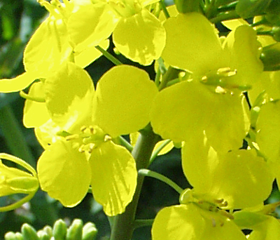 Brassica napus, Raps, Blüten