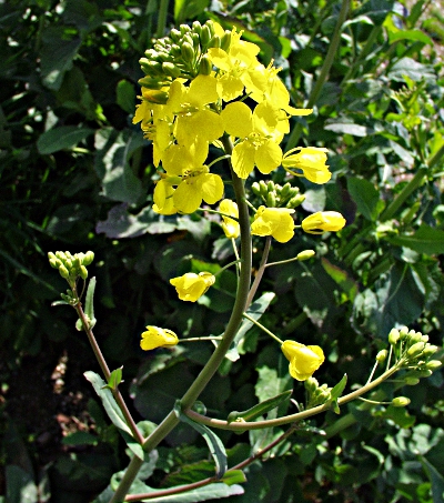 Brassica napus, Raps, Bltenstand