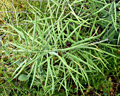 Brassica napus, Raps, Schoten