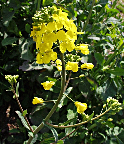 Brassica napus, Raps