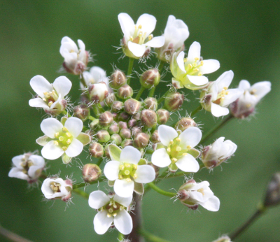 Capsella bursa-pastoris, Hirtentschel, Bltenstand