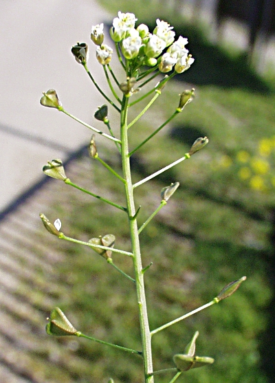 Capsella bursa-pastoris, Gewöhnliches Hirtentäschel, Fruchtstand