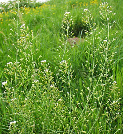 Capsella bursa-pastoris, Gewhnliches Hirtentschel