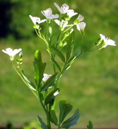 Cardamine amara, Bitteres Schaumkraut