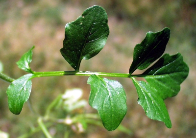 Cardamine amara, Bitteres Schaumkraut, Blatt