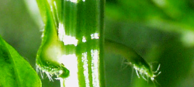 Cardmine amara, Spring-Schaumkraut, hrchen