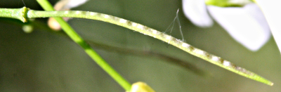 Cardamine amara, Bitteres Schaumkraut, Schote