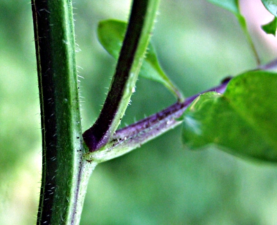 Cardamine flexuosa, Wald-Schaumkraut, Blattansatz