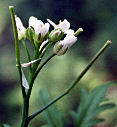 Cardamine flexuosa, Wald-Schaumkraut, Blten, Frchte