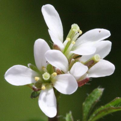 Cardamine hirsuta, Behaartes Schaumkraut, Blüten