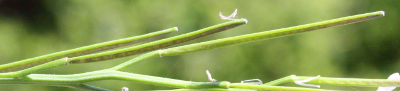 Cardamine hirsuta, Behaartes Schaumkraut, Schoten