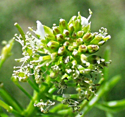 Cardamine impatiens, Spring-Schaumkraut, Blten