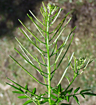 Cardamine impatiens, Spring-Schaumkraut, Frchte