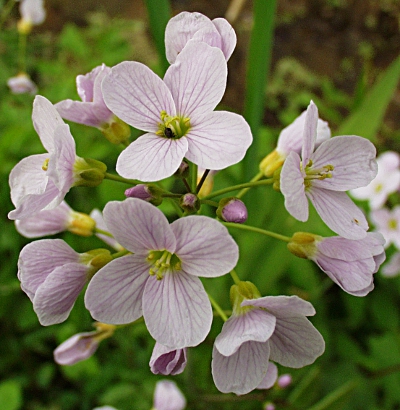 Cardamine pratensis, Wiesen-Schaumkraut, Blütenstand