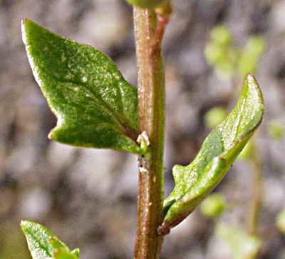 Cochlearia danica, Dnisches Lffelkraut, Bltter