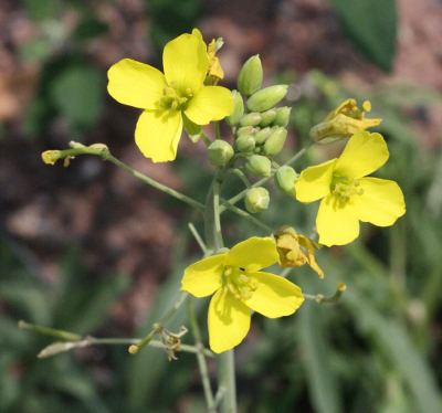 Diplotaxis tenuifolia, Schmalblättriger Doppelsame, Blütenstand
