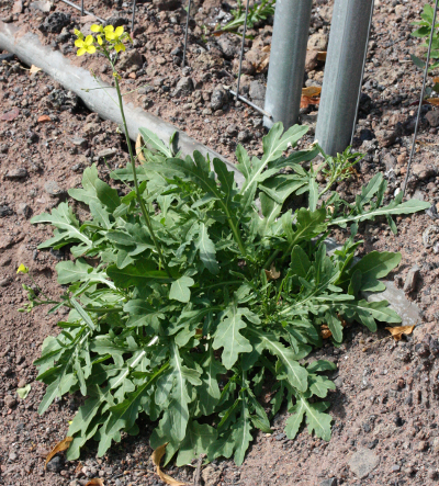 Diplotaxis tenuifolia, Schmalblättriger Doppelsame