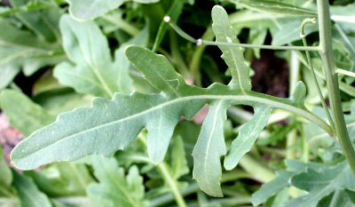 Diplotaxis tenuifolia, Schmalblättriger Doppelsame, Stängelblatt