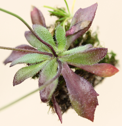 Draba verna, Frhlings-Hungerblmchen, Bltter