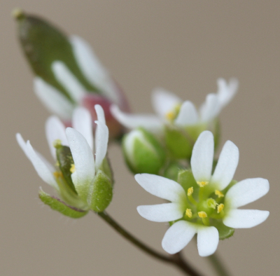 Draba verna, Frühlings-Hungerblümchen, Blüten
