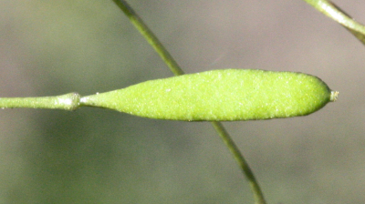 Draba verna, Frühlings-Hungerblümchen, Frucht
