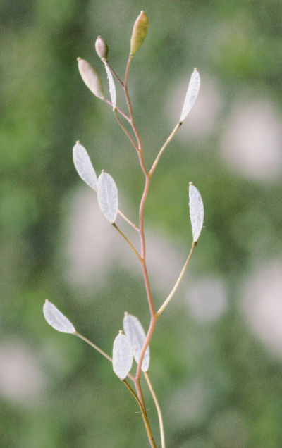 Draba verna, Frhlings-Hungerblmchen, Fruchtstand