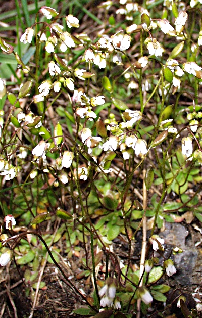 Draba verna, Frühlings-Hungerblümchen, Habitus