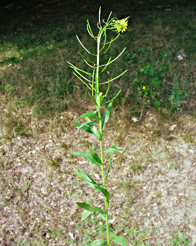 Erysimum cheiranthoides, Acker-Schöterich
