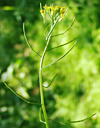 Erysimum cheiranthoides, Acker-Schöterich, Frucht- und Blütenstand