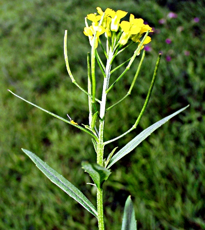 Erysimum cheiranthoides, Acker-Schöterich