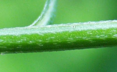 Erysimum cheiranthoides, Acker-Schöterich, Stängel
