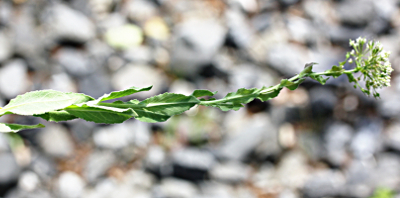 Lepidium draba, Pfeilkresse