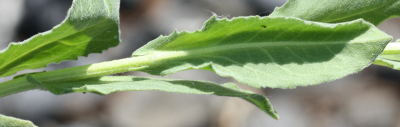 Lepidium draba, Pfeilkresse, Blatt