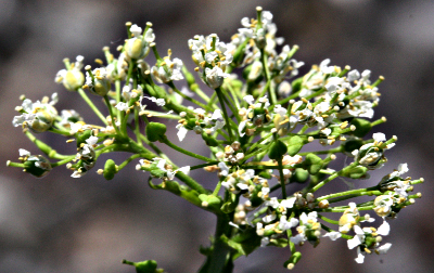 Lepidium draba, Pfeilkresse, Blten